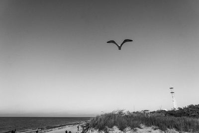Bird flying over sea against clear sky