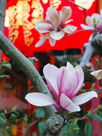 Close-up of red flowers