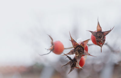 Background winter fruits