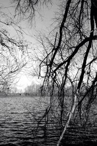 Bare trees in water