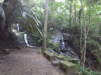 Trees in forest