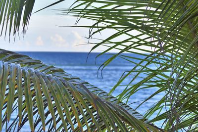 Close-up of plants by sea against sky