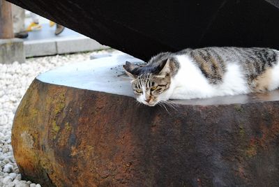 Cat lying on rock