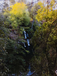 Scenic view of waterfall in forest