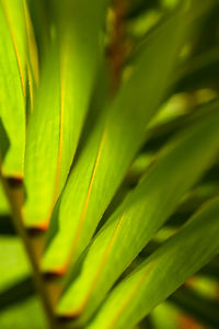 Close-up of fresh green plant
