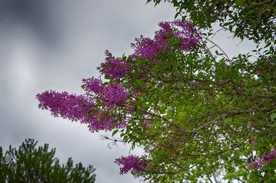 Low angle view of pink flower tree against sky