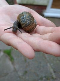 Close-up of snail on table