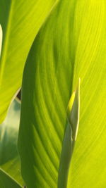 Close-up of green leaves on plant