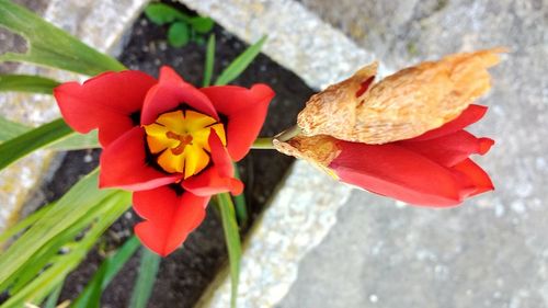 Close-up of red flowers blooming outdoors