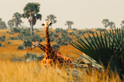 Giraffes on grassy field