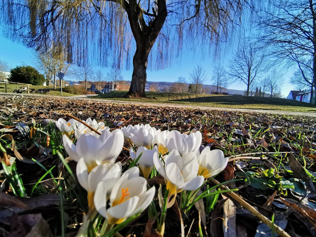 WHITE CROCUS FLOWERS ON FIELD