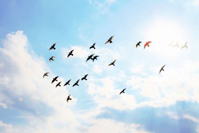 Low angle view of birds flying in sky