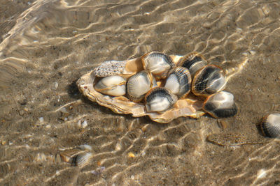 Common cockles underwater on seabed