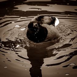 Close-up of horse in water