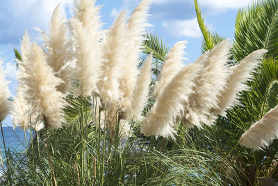 Low angle view of plants growing on field against sky