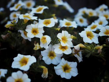 Close-up of white flowering plants