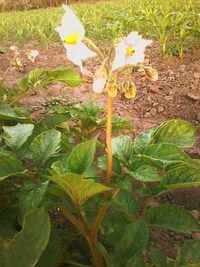 Close-up of flowers growing on plant