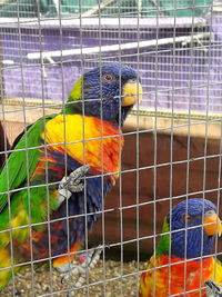 View of birds in cage