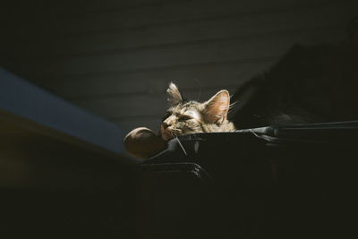 Portrait of cat sitting on floor at home