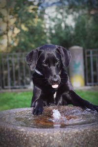 Close-up portrait of black dog