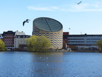 Birds flying over river in city