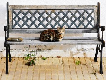 Cat sitting on bench