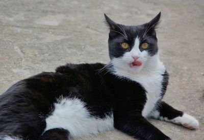 Close-up portrait of cat sitting outdoors