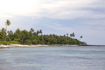 Exotic sandy beach, with blue waters and leaning palm trees, samoa