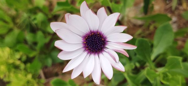 Close-up of purple flower