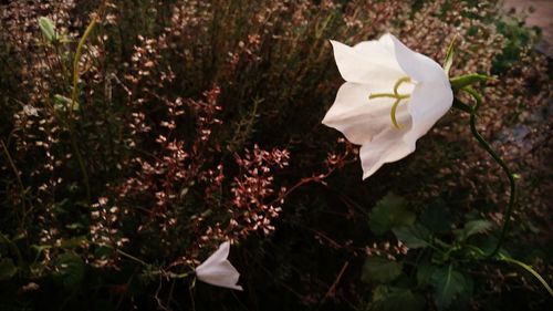 Close-up of white flowers