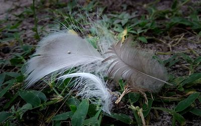 Close-up of grass