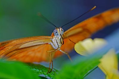 Close-up of butterfly pollinating flower