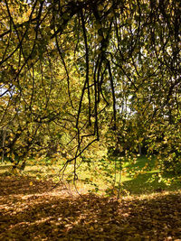 Trees in forest during autumn