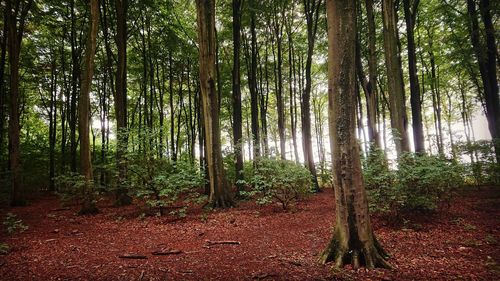 Trees growing in forest