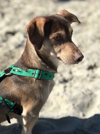 Close-up of a dog looking away