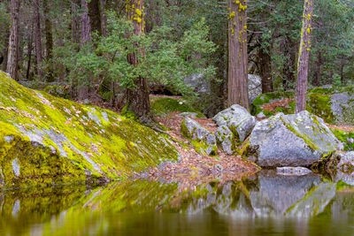 Reflection of trees in lake