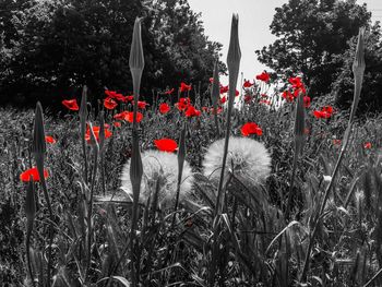 Poppy flowers blooming on tree