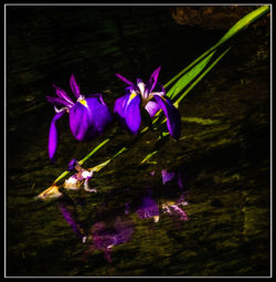 Close-up of purple flowers