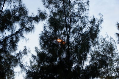 Low angle view of silhouette trees against sky