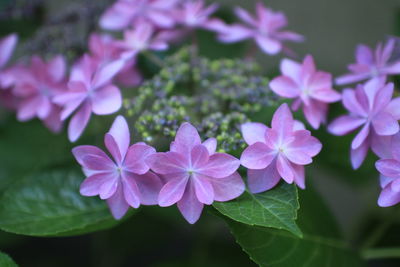 Close-up of purple flowers blooming outdoors