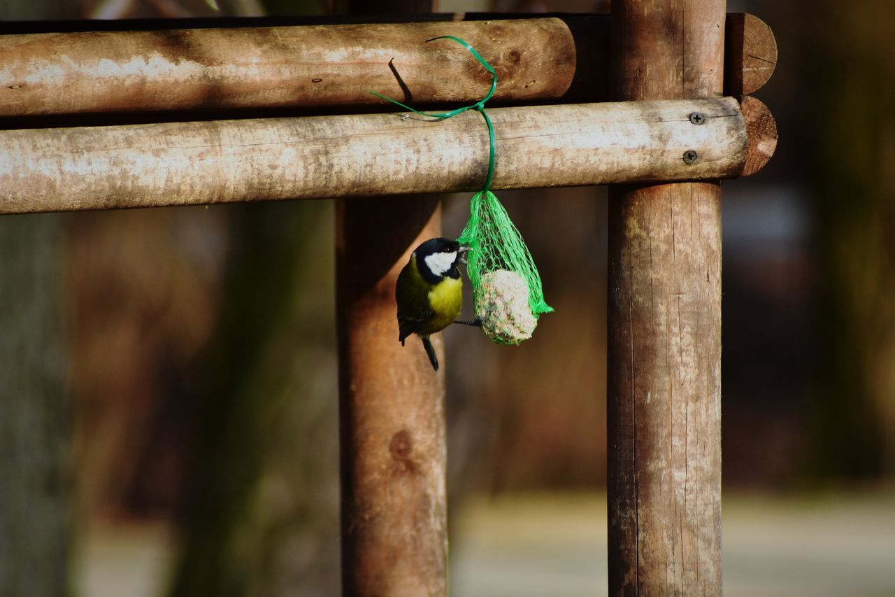 one animal, animal themes, bamboo, animal wildlife, focus on foreground, animals in the wild, no people, day, bamboo - material, wood - material, outdoors, perching, close-up, nature, parrot, bird, mammal