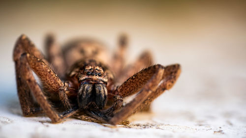 Close-up of spider on table