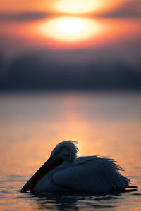 Close-up of bird against sky during sunset