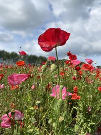 Close-up of red poppy flowers growing on field