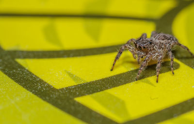 Close-up of spider