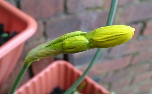 Close-up of green flower against blurred background