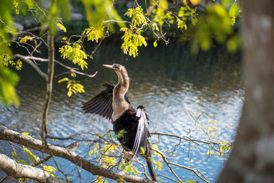 Bird flying against trees