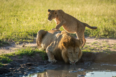 Cub stands on male lion drinking water