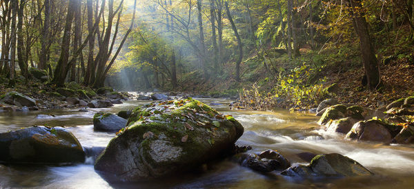 Stream flowing through rocks in forest