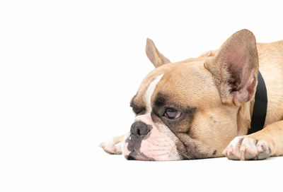 Close-up of a dog over white background